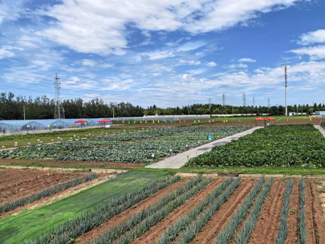 Tianjin base — trial plots, greenhouses and open-field leafy vegetable blocks