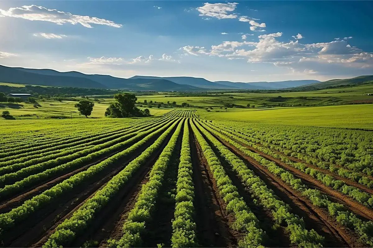 Vegetable seed production field — narita worldwide